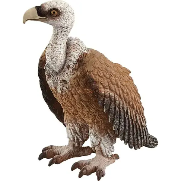 Vautour Promotion Saisonnière