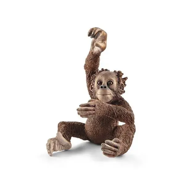 Seulement Aujourd&rsquo;hui Jeune orang-outan